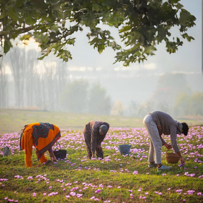 Hand-picking saffron stigmas from Crocus sativus flowers at harvest