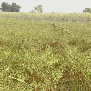 Farmers standing in a chilli field